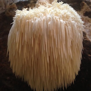 Lions Mane Jumbo-Size Hericium Erinaceus at home Mushroom Grow Bag