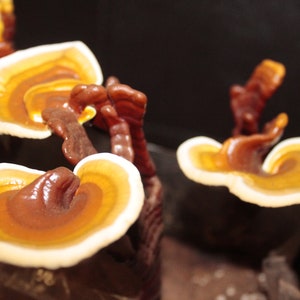 Puede incluir: Primer plano de varias setas reishi de color naranja y marr&oacute;n que crecen sobre un fondo oscuro. Las setas tienen una apariencia en forma de abanico y en capas.