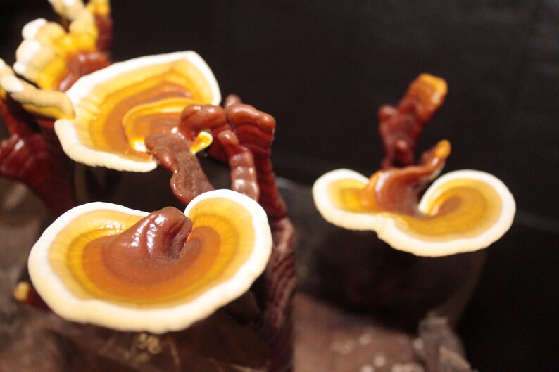 Puede incluir: Primer plano de varias setas reishi de color naranja y marr&oacute;n que crecen sobre un fondo oscuro. Las setas tienen una apariencia en forma de abanico y en capas.