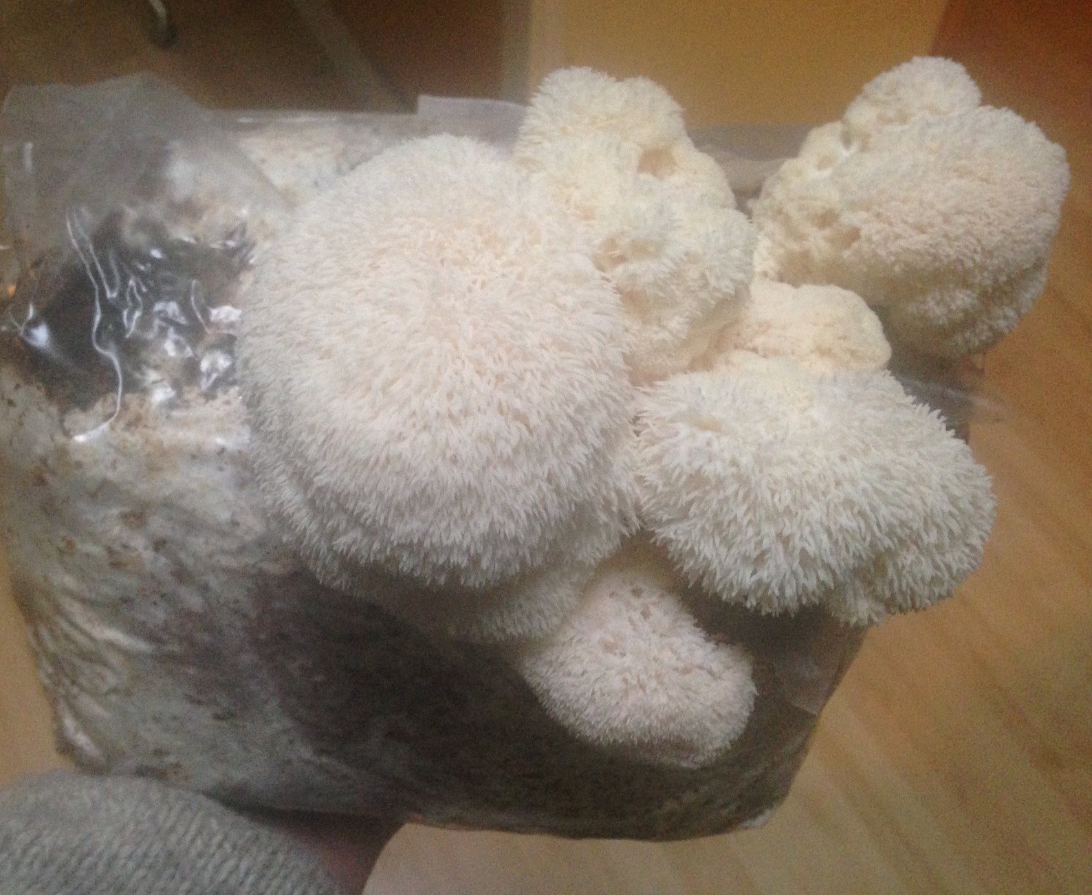 Lions Mane/ Hericium Mushroom Grow Kit In Biodegradable Bag Etsy