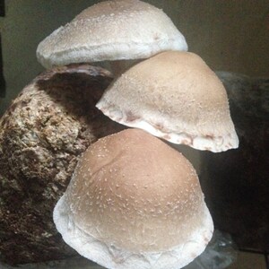 May include: Three light brown mushrooms with a rough texture. The mushrooms are stacked on top of each other. The top mushroom is the largest and the bottom mushroom is the smallest.