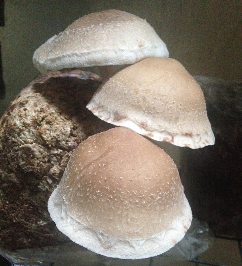 May include: Three light brown mushrooms with a rough texture. The mushrooms are stacked on top of each other. The top mushroom is the largest and the bottom mushroom is the smallest.