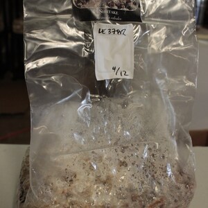 May include: A clear plastic bag filled with a brown and white substrate. The bag has a label that says "Shiitake Lentinus edodes" and a handwritten label that says "LE 3782 4/12".