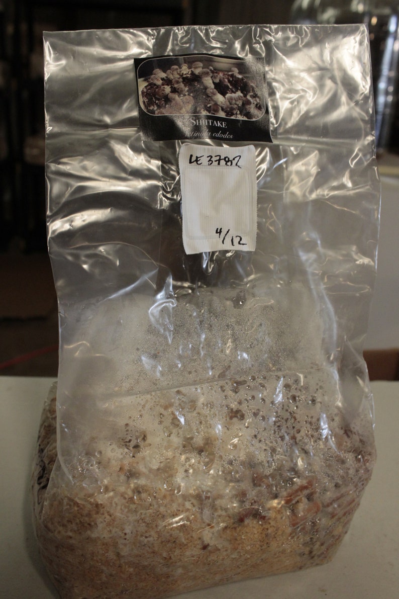 May include: A clear plastic bag filled with a brown and white substrate. The bag has a label that says "Shiitake Lentinus edodes" and a handwritten label that says "LE 3782 4/12".