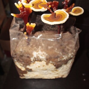 Puede incluir: Primer plano de un grupo de setas marrones y amarillas que crecen en una bolsa de pl&aacute;stico transparente llena de tierra.