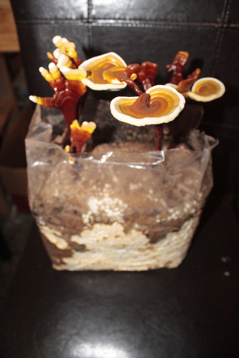 Puede incluir: Primer plano de un grupo de setas marrones y amarillas que crecen en una bolsa de pl&aacute;stico transparente llena de tierra.