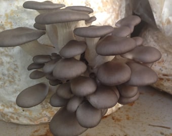 DIY Blue Oyster Mushroom Kit