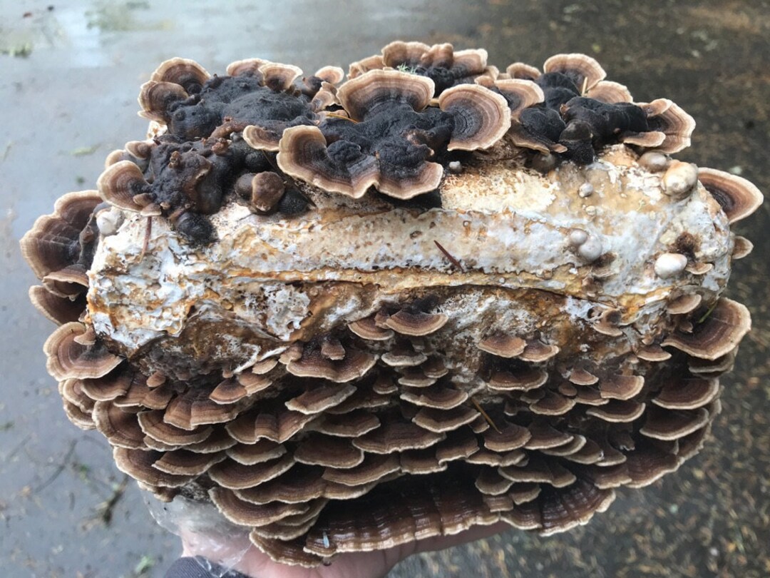 Turkey Tail Mushroom DIY Grow Kit Trametes Versicolor in Oxy