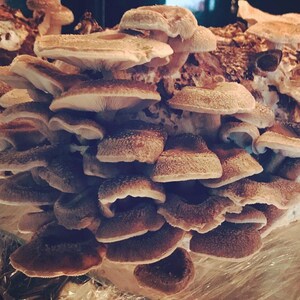 May include: A close-up of a cluster of brown and white shiitake mushrooms. The mushrooms are arranged in a layered pattern, with the caps facing upwards. The mushrooms are fresh and have a slightly damp appearance.
