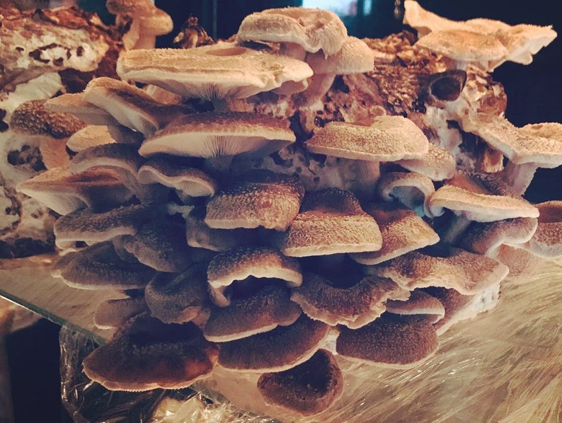 May include: A close-up of a cluster of brown and white shiitake mushrooms. The mushrooms are arranged in a layered pattern, with the caps facing upwards. The mushrooms are fresh and have a slightly damp appearance.