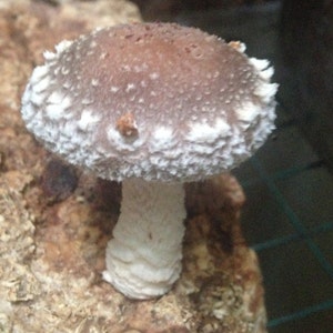 May include: A close-up of a brown and white shiitake mushroom growing on a log. The mushroom has a large cap with a white, textured surface and a white stem.