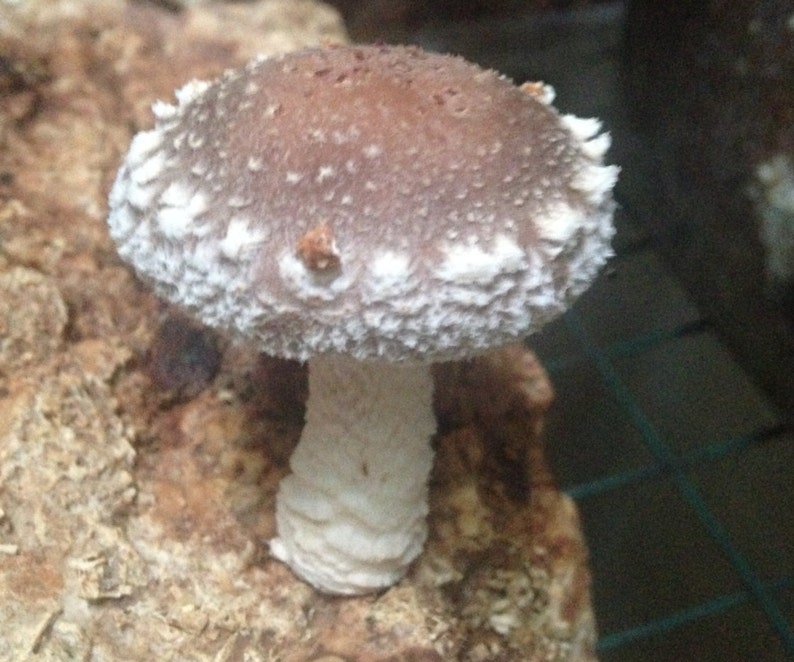 May include: A close-up of a brown and white shiitake mushroom growing on a log. The mushroom has a large cap with a white, textured surface and a white stem.