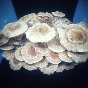 May include: A cluster of light brown mushrooms with white gills, arranged in a circular pattern. The mushrooms are fresh and have a slightly textured surface.