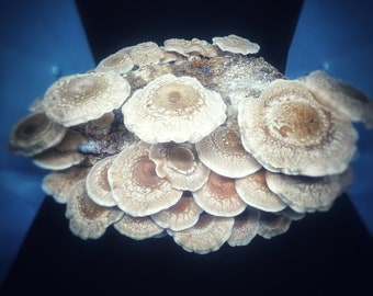 Shiitake Lentinus edodes : Beginner Mushroom Grow Kit! Easy Grow bag.
