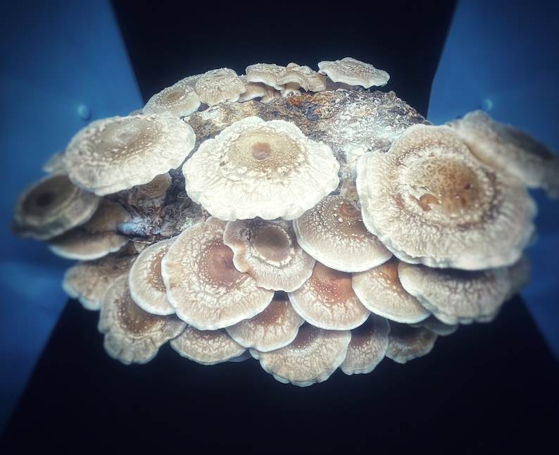 May include: A cluster of light brown mushrooms with white gills, arranged in a circular pattern. The mushrooms are fresh and have a slightly textured surface.