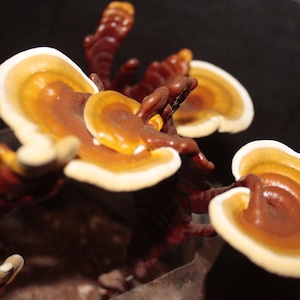 Puede incluir: Primer plano de un grupo de setas de color naranja y marr&oacute;n con bordes blancos. Las setas crecen en una rama marr&oacute;n oscura.