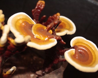 Grow your own Red Reishi DIY mushroom Kit : Ganoderma Lucidum