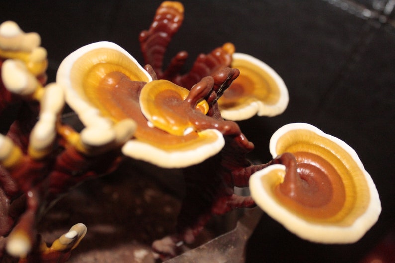 Puede incluir: Primer plano de un grupo de setas de color naranja y marr&oacute;n con bordes blancos. Las setas crecen en una rama marr&oacute;n oscura.