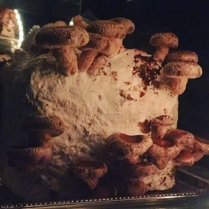May include: A close-up of a cluster of brown shiitake mushrooms growing on a white substrate. The mushrooms are arranged in a variety of sizes and shapes, with some of them overlapping each other.