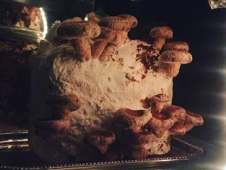 May include: A close-up of a cluster of brown shiitake mushrooms growing on a white substrate. The mushrooms are arranged in a variety of sizes and shapes, with some of them overlapping each other.