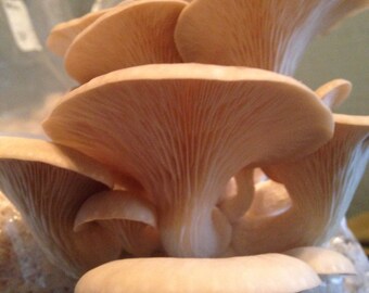 DIY Phoenix Oyster Mushroom Grow Kit : Pleurotus Pulminarius / Warm tolerant