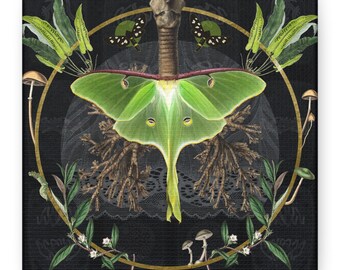 Lámina artística botánica de la polilla luna, decoración de pared vintage con insectos, acento para el hogar de estilo Dark Academia.