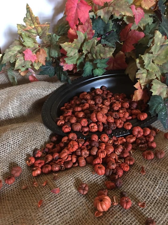 8 Heaping Cups Mini Pumpkin Pods UNSCENTED Bulk Putka Pods Etsy