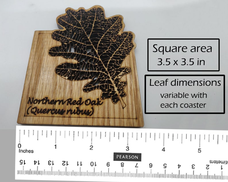 Anatomically correct leaf coasters Wooden Leaf Laser cut Leaf Coasters