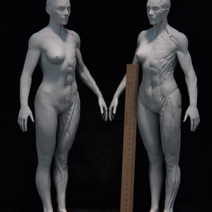 Può includere: Due modelli anatomici grigi della forma femminile umana, uno con il sistema muscolare esposto sul lato destro. Un righello di legno è posto tra i modelli. I modelli sono su una superficie scura.