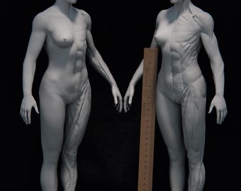 May include: Two gray anatomical models of the human female form, one with the muscular system exposed on the right side. A wooden ruler is placed between the models. The models are standing on a dark surface.