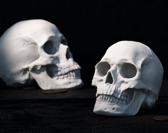 The Ascending Artist&#39;s Cranium 3D Print Beautiful Ornament Artist Portrait Study Reference