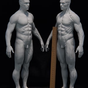 May include: Two white anatomical male figures, one with a detailed muscular structure and the other with a smooth surface. A wooden ruler is placed between them. The figures are on a black background.