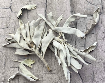 White Sage - Loose
