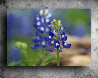 Texas Bluebonnet