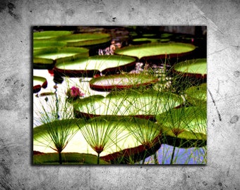 Lily Pads