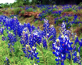 Bluebonnet Ridge