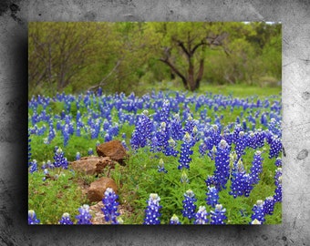 Texas Bluebonnet Field