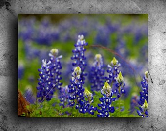 Bluebonnet Cluster