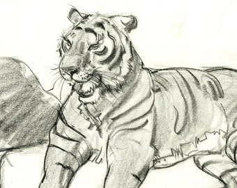 Resting Sumatran Tiger ORIGINAL DRAWING
