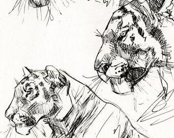 Tiger Studies ORIGINAL DRAWING