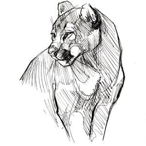 Cougar looking away ORIGINAL DRAWING