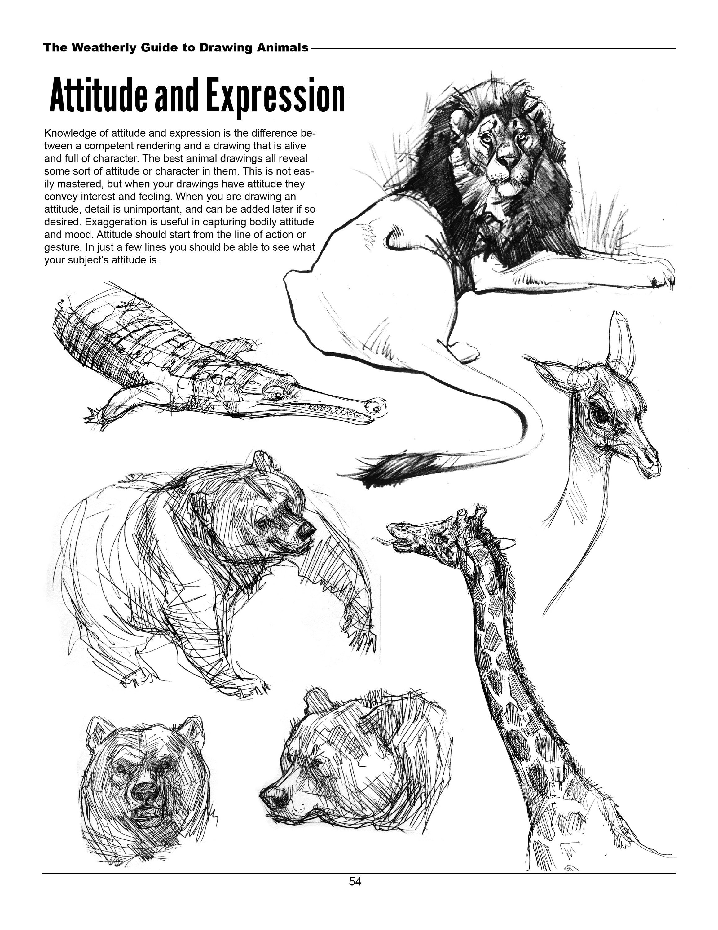 The Weatherly Guide to Drawing Animals - Etsy The Weatherly Guide to Drawing Animals - Etsy
