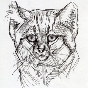 Sand Cat ORIGINAL DRAWING