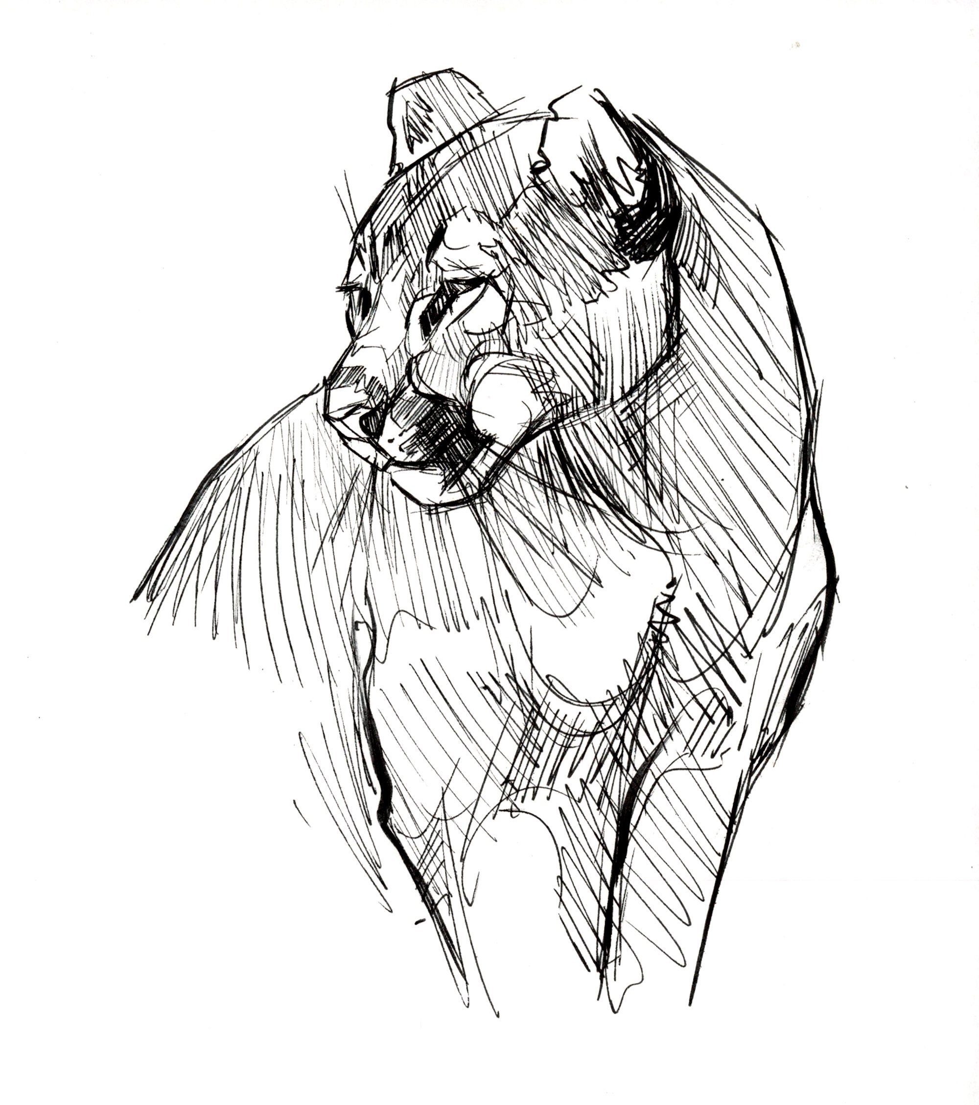 Cougar Illustration