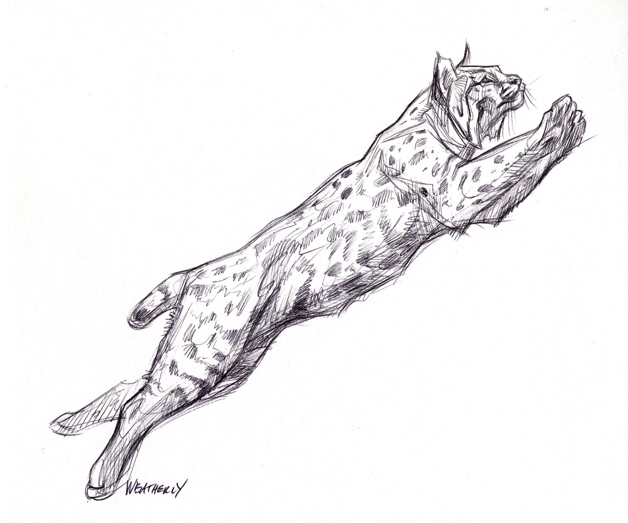 How To Draw A Bobcat Step By Step Easy