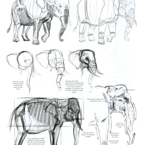 The Weatherly Guide to Drawing Animals image 7