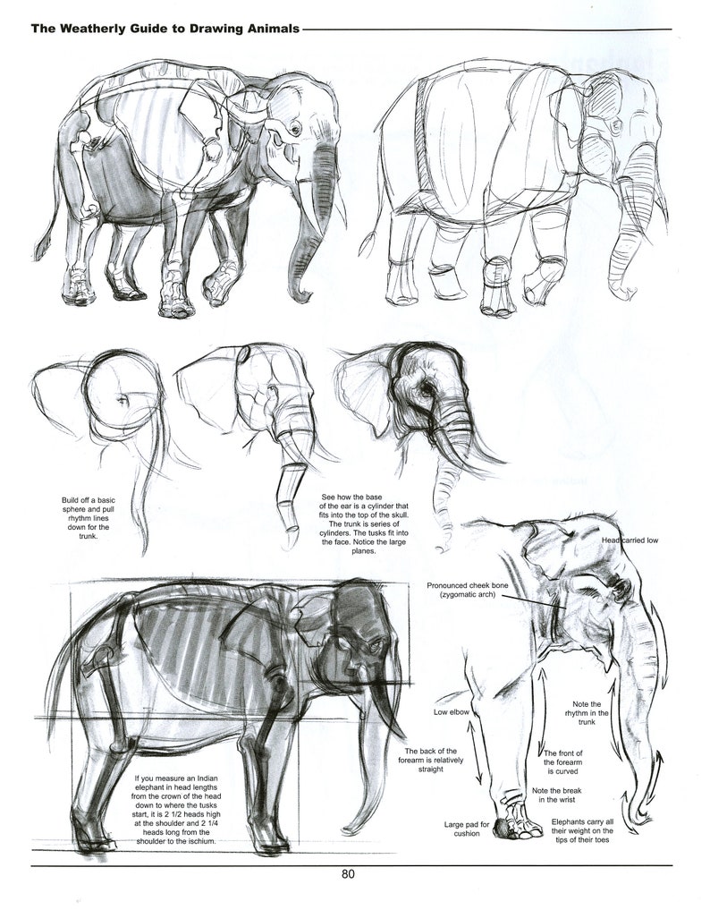 The Weatherly Guide to Drawing Animals image 7