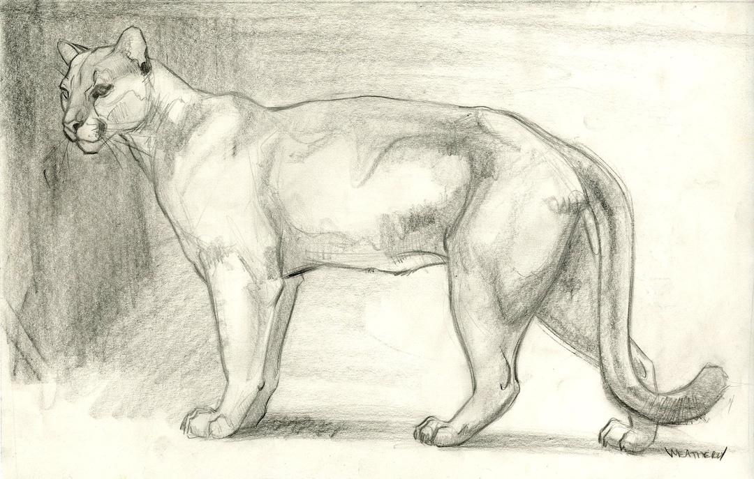 Mountain Lion Study ORIGINAL DRAWING - Etsy