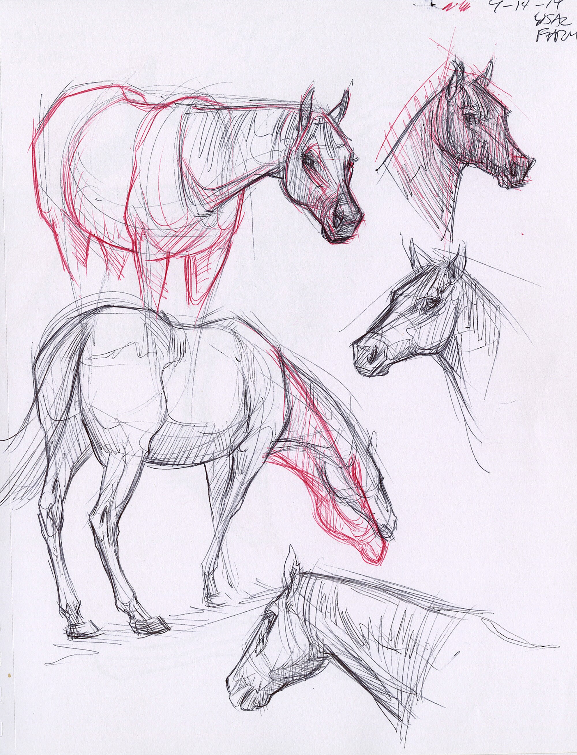 ORIGINAL DRAWING "Horse Sketches"