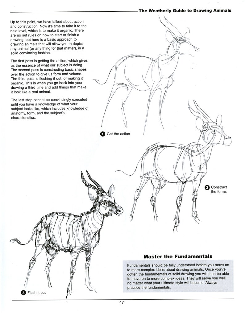 The Weatherly Guide to Drawing Animals image 6